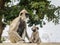 Black-faced monkeys or Langur monkeys in Anuradhapura ancient city, Sri Lanka