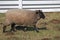 Black-faced sheep browsing in a pasture