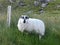 Black faced sheep on Dingle Peninsula in Ireland