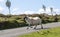 Black faced sheep runs along a road on Dartmoor, Devon, UK