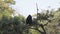 Black faced spider monkey, Ateles chamek, single mammal in tree