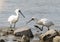 Black-faced Spoonbill