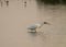 This black-faced spoonbill caught a fish with its beak.