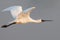 Black-faced Spoonbill flying