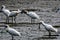 Black-faced Spoonbill, long peck can trim its feathers!