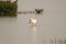 A black-faced spoonbill is looking for food in the wetland.