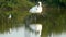 This Black-faced spoonbill is standing with one foot in the water grooming its feathers.