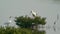 A Black-faced spoonbill standing on top of a mangrove tree. Another one is feeding.
