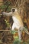 Black-faced Vervet Monkey