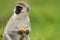 Black-faced vervet monkey