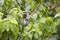 Black faced vervet monkey in leafy tree, Uganda