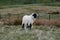 Black Faced White Lamb Looking Back Over His Shoulder