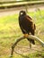 Black falcon sitting on a piece of metal behind a green field