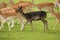 Black Fallow Deer in herd