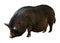 Black farm pig over white background