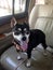 Black fat miniature pincher dog standing on a passenger seat