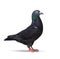 Black feather of homing speed racing pigeon isolated white background