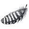 Black feather Isolated object Hand drawing style
