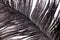 Black feather plumage texture