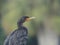 Black feathered Cormorant bird
