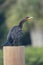 Black feathered Cormorant bird