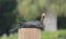 Black feathered Cormorant bird dock pole