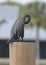 Black feathered Cormorant bird dock pole preening