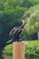 Black feathered Cormorant bird dock pole raining