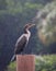 Black feathered Cormorant bird rain