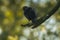 Black-feathered pale-eyed thrush (Turdus leucops) perched on a tree branch