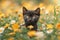 A black Felidae kitten is amidst yellow flowers in a grassy field