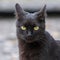 Black feline with luminous green eyes is perched on the ground, looking at the camera