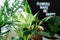 Black felt Letterboard with title Flowers make me happy with green philodendron leaf on it