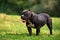 Black female American bully on the lawn, beautifully posing for the camera all the grace and power of the body, copies