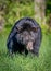 Black female bear walks through meadow in Minnesota.CR2