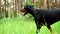 Black female doberman is walking and running at the green lawn in forest