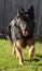 Black female German Shepherd dog running toward her owner in front of a wooden fence