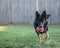 Black female German Shepherd dog running toward her owner in front of a wooden fence