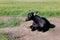 Black Female Goat resting in paddock