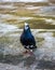 A black female pigeon standing alone on the rooftop