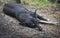 Black female stray dog lying on the ground