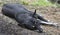 Black female stray dog lying on the ground