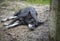 Black female stray dog lying on the ground