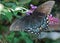 Black Female Swallowtail Butterfly