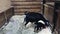 Black female and two young goats eating food