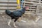 The black female village chicken walks in front of the cage