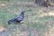 Black feral pigeon in grass