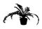 Black fern in pot for indoor office and house plant, vector