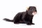 Black Ferret on White Background, Generative AI