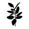 Black Ficus plant Silhouette isolated on white background. Vector Illustration